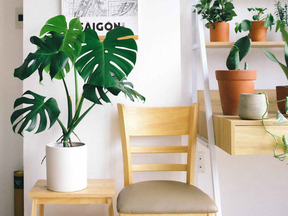 DECORATING WITH PLANTS